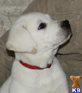 Puppies in MN